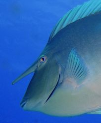 Check out the look in this unicorn's eye. Taken in Ras Mo... by Alex Tattersall 